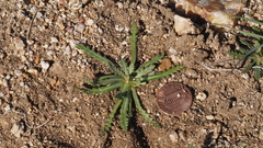 Gilia diegensis