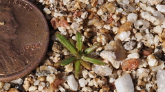 Gilia diegensis