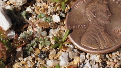 Gilia diegensis