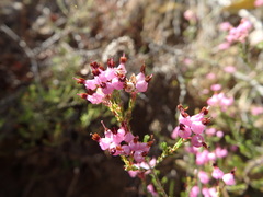 Erica umbellata
