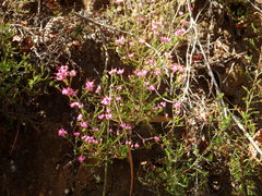 Erica umbellata