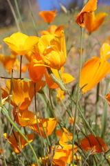 Eschscholzia californica californica
