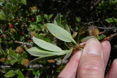 Salix brachycarpa
