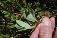 Salix brachycarpa