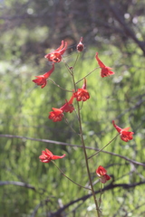 Delphinium nudicaule