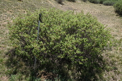 Salix brachycarpa