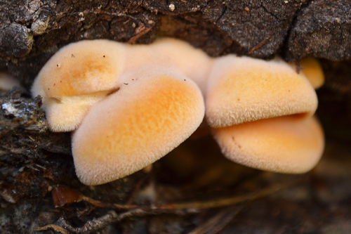 Stinking Orange Oyster