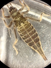 Arigomphus villosipes