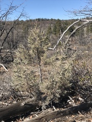 Juniperus occidentalis