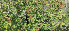 Prunus fremontii