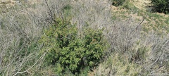 Prunus fremontii