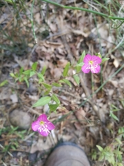Oenothera rosea