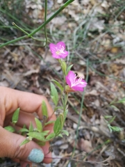 Oenothera rosea