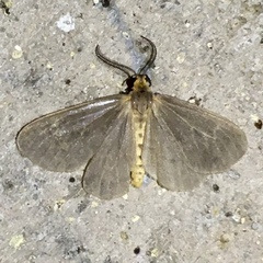 Pagara simplex