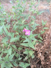 Oenothera rosea