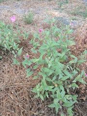 Oenothera rosea