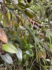 Macleania rupestris