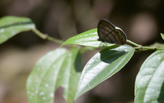 Euptychia