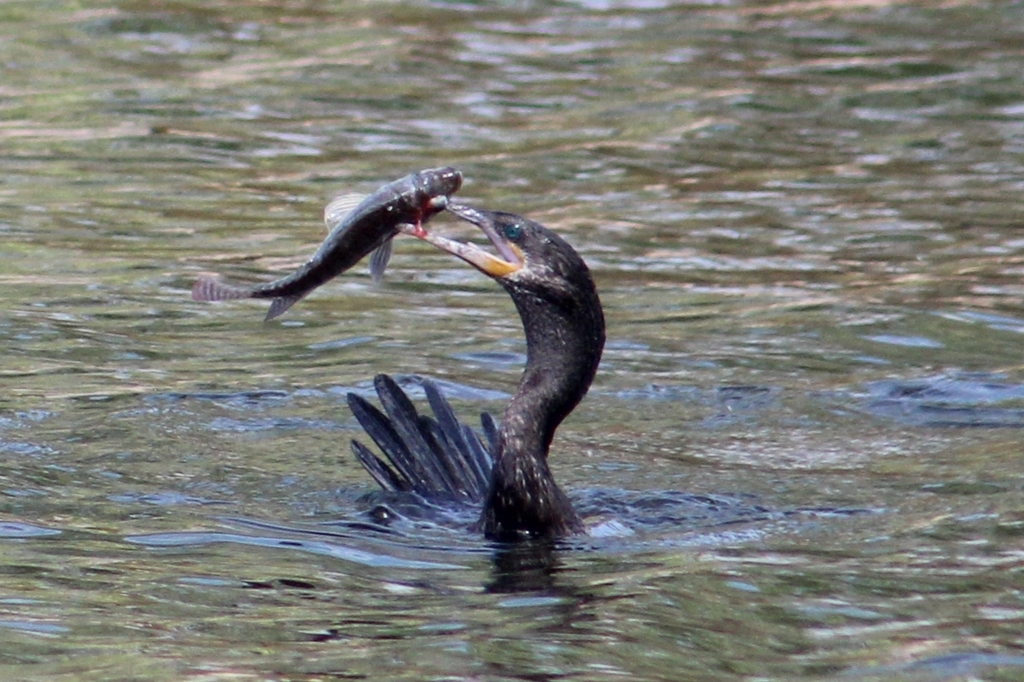 Neotropic cormorant at the water surface holding a fish in its bill