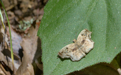 Quadrus lugubris