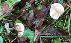 Strobilurus albipilatus