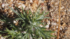 Eriastrum eremicum eremicum