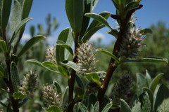 Salix brachycarpa