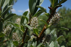 Salix brachycarpa