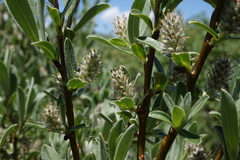 Salix brachycarpa