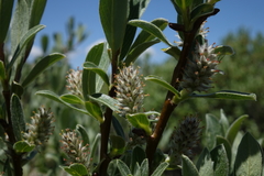 Salix brachycarpa