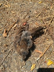 Zonotrichia capensis