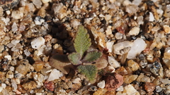 Salvia apiana