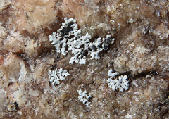 Physcia subtilis