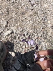 Streptanthus cutleri