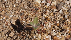 Salvia apiana
