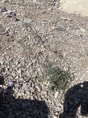 Streptanthus cutleri