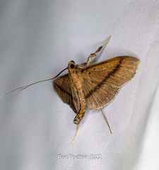 Filodes fulvidorsalis