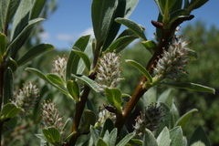 Salix brachycarpa