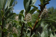 Salix brachycarpa