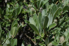 Salix brachycarpa