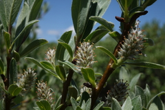 Salix brachycarpa
