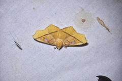 Midila guianensis