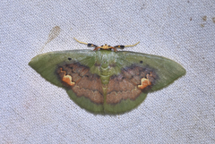 Pyrochlora rhanis