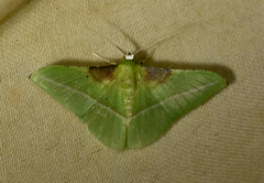 Tachyphyle basiplaga