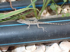 Anolis bonairensis