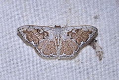 Idaea subfervens