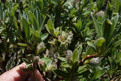 Salix brachycarpa
