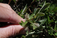 Salix brachycarpa