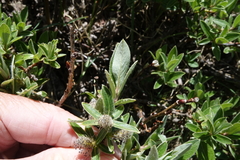 Salix brachycarpa