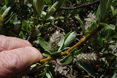 Salix brachycarpa